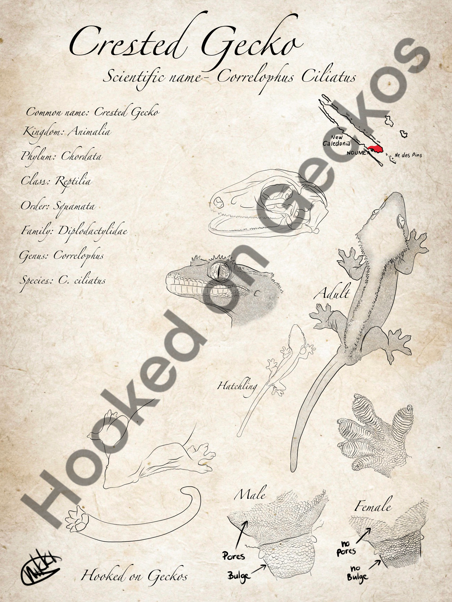 Crested gecko info Art print