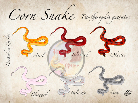 Corn snake morph chart