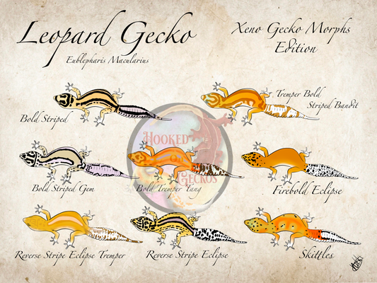 Leopard gecko morph Xeno Gecko Morphs edition