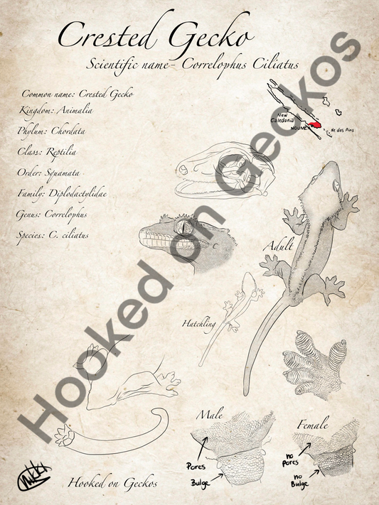 Crested gecko info Art print