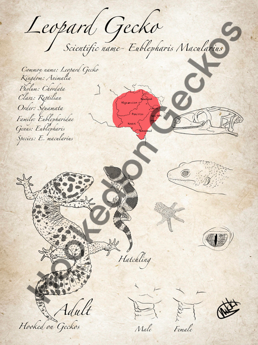 Leopard gecko info Art print