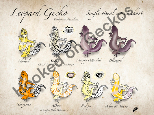 Leopard gecko morph chart