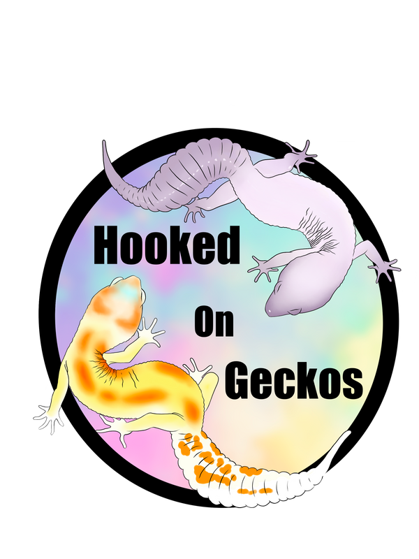 Hooked on Geckos 