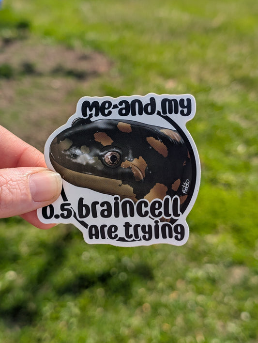 Salamander sticker